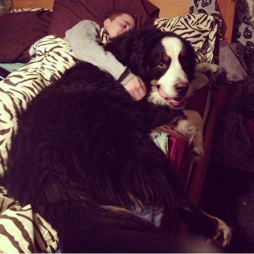 I think my dog is bigger than my boyfriend..