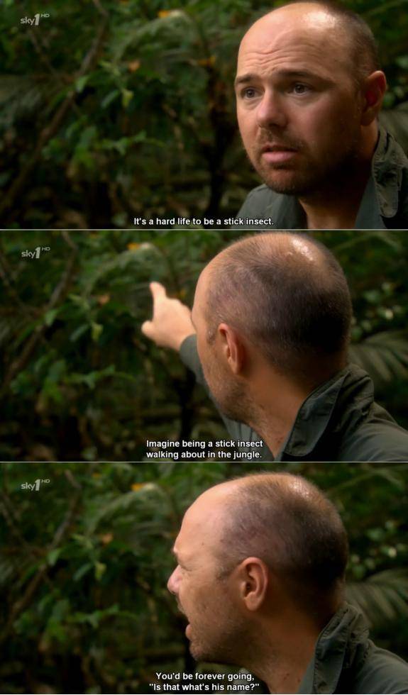 The life of a stick insect, according to KP.