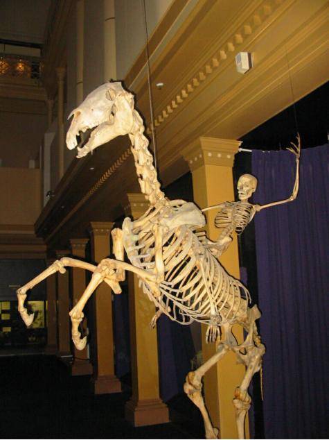 I consider this as the best part of the Australian Museum. A human skeleton riding a horse skeleton