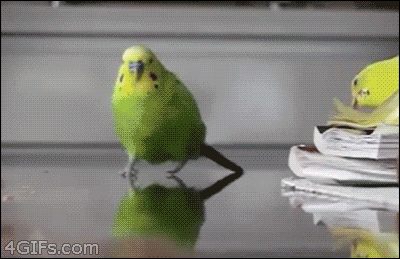 Run Budgie RUN!