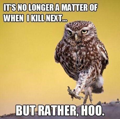 Well. That's owl folks.