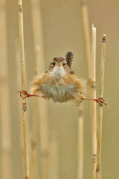 Jean Claude Van Bird