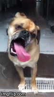 My dog's face after he licked some Sriracha off my plate