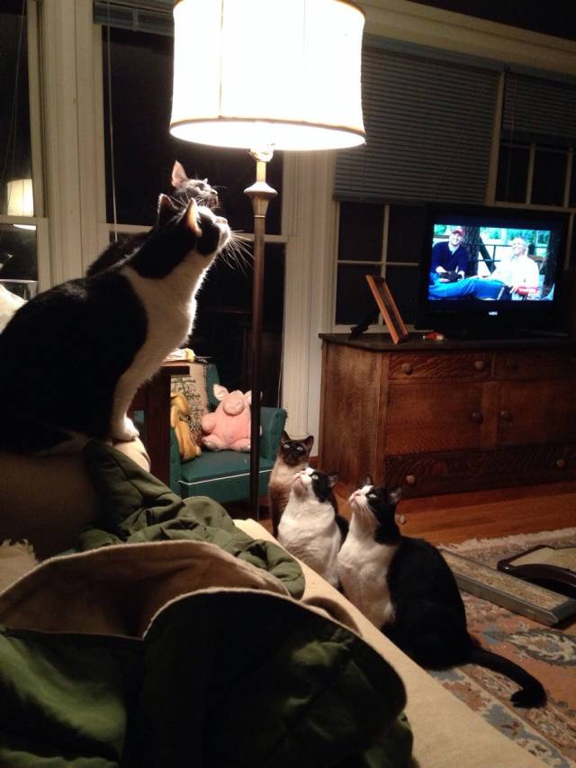 There is a bug in the lampshade...