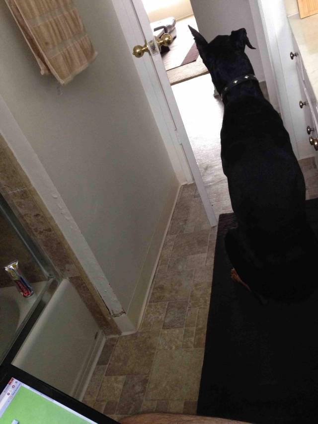 Took my parent's Doberman home after Thanksgiving. I now have security while pooping.