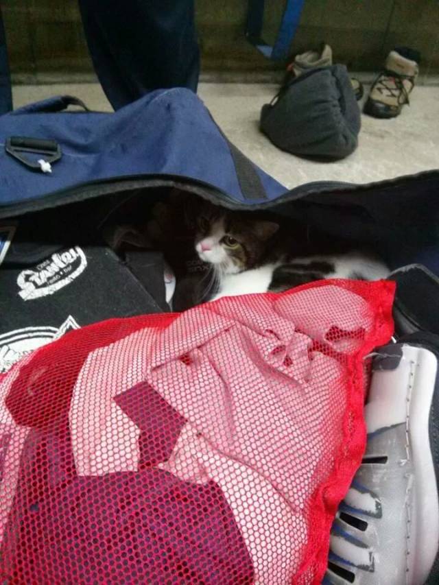 My friend had a hockey practise last night. He didn't check his bag before leaving and found this while in the locker room.