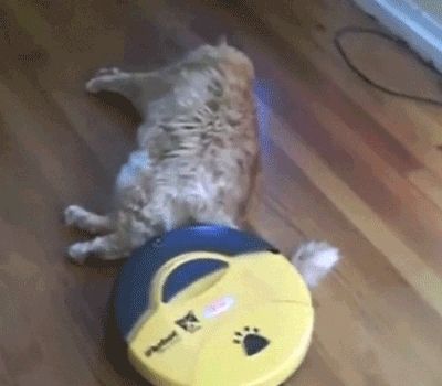Cat vs Vacuum