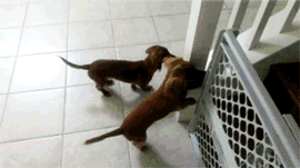 Dachshunds can’t wait to take a bath