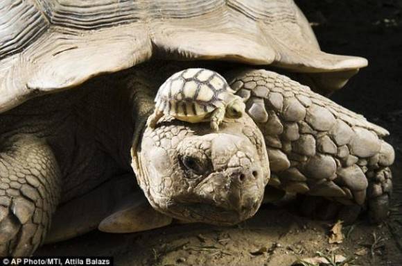 140 year old mom, with 5 day old son.