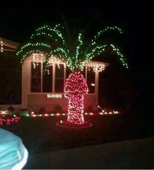 Why floridians shouldn’t put Christmas lights up on their palm trees
