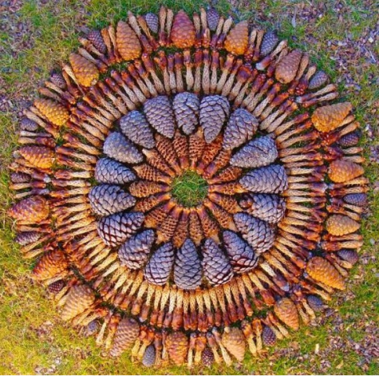 Pine Cones
