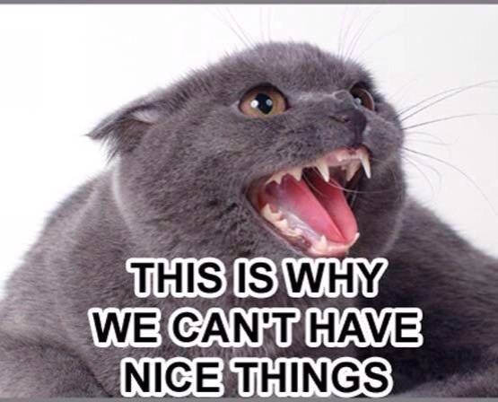 Everyone talking about stealing/shooting down the Amazon delivery drones.
