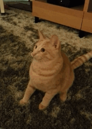 Cat breaks while watching twirly toy