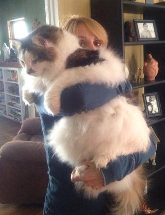 Biggest damn housecat you've ever seen. Tried to include the banana peel, but he ate it.