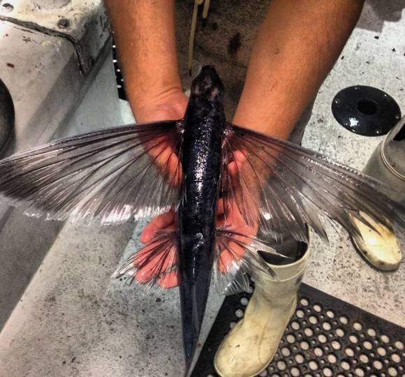 A flying fish landed on my boat last night. I took this quick pic then put it back in the water.