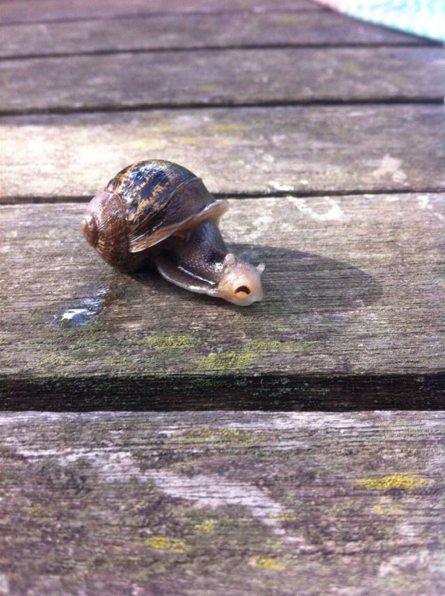 This snail has a small piece of garden debris stuck to his face. He looks terrified.