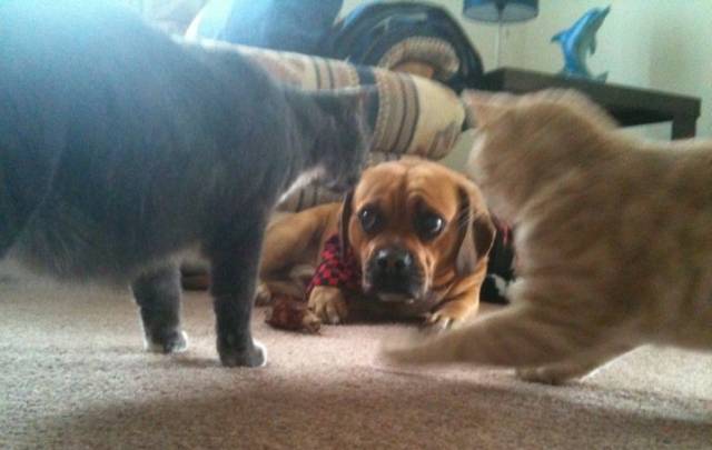 Guys, listen. I'll have the catnip by Friday, tops.