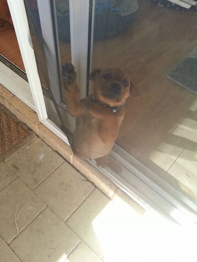 Somehow my puppy got stuck between the sliding door and the flyscreen...