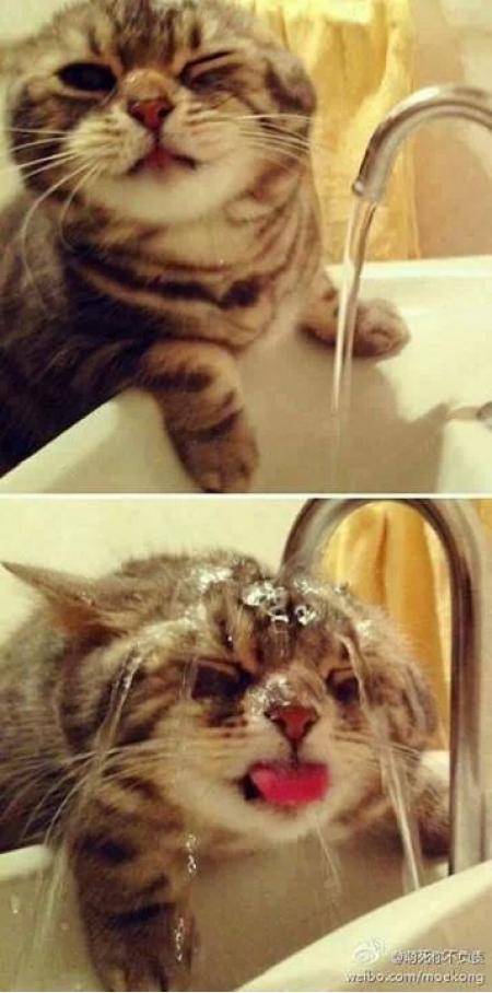 Cat + Water = Happiness?