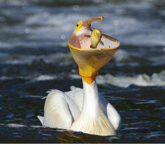 Just a pelican eating a catfish