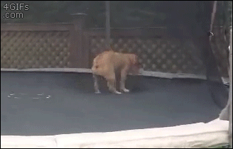 I don’t think a gif has ever made me happier