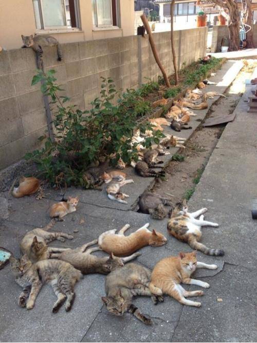 Japan’s 
