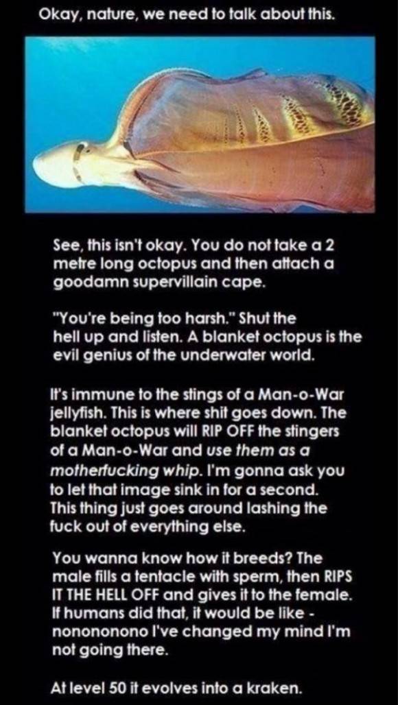 The Blanket Octopus