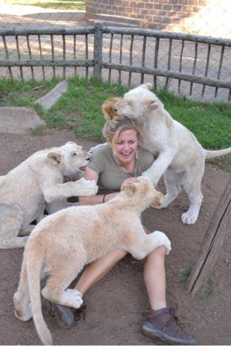Play with lion cubs they said, it’ll be fun they said!