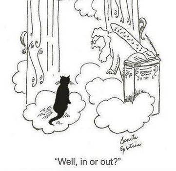 About 50% of cats are actually in heaven