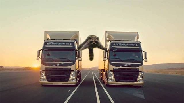 Raccoon Van Damme