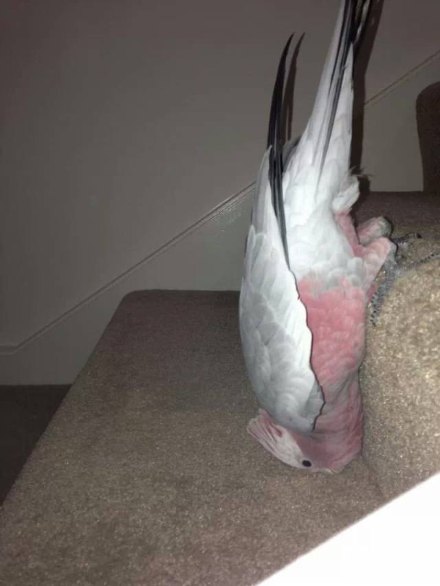 Sammy's graceful descent down the stairs. Birds are magnificent.