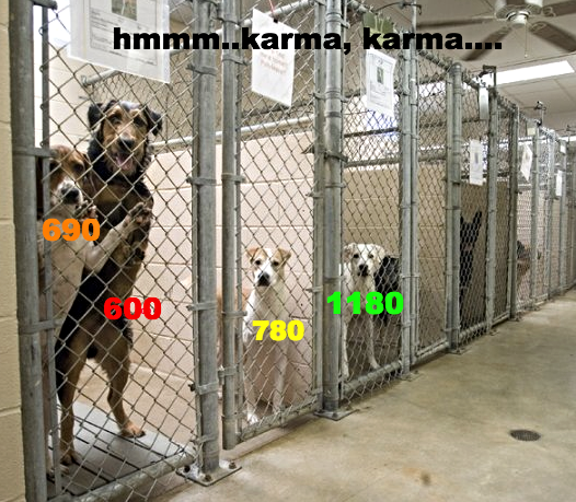 anytime I see an adoption post, this is how I imagine it at the pound