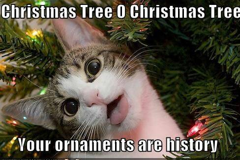 Cats at Christmastime, it's a tradition...