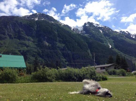 Fresh grass after 8 hours of driving. There are no words.