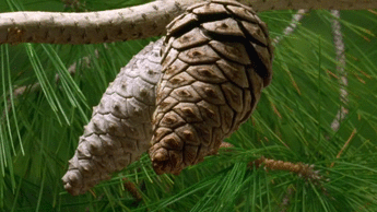 Pine cone