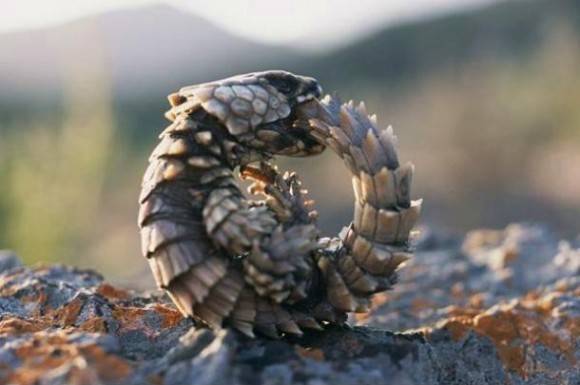 Armadillo Girdled Lizard