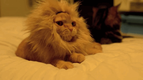 Mini King of the Jungle