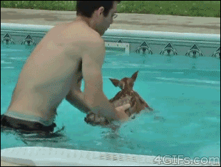 Rescuing deer from pool, nope.