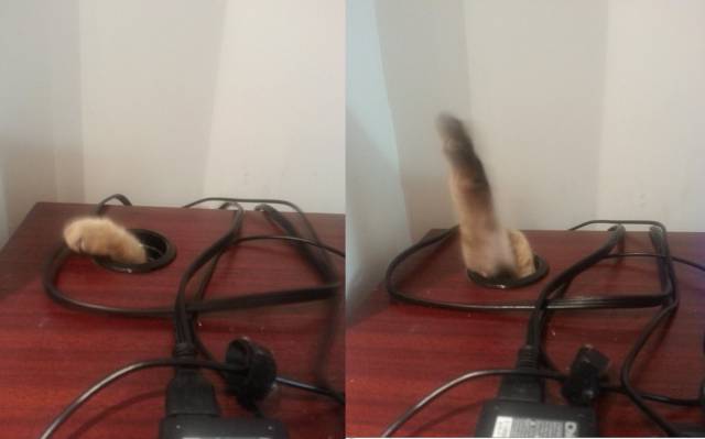 I won't let my cat on my desk. Her struggle continues.