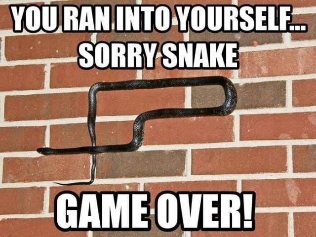 Sorry snake. Game over.