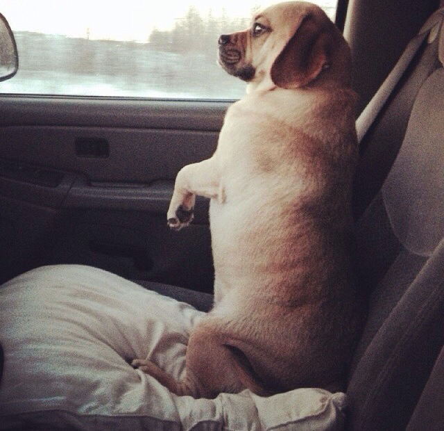 My mom asked me to take her new dog to the Vet & to not be scared when he sits in the car. He sat like this the entire time..