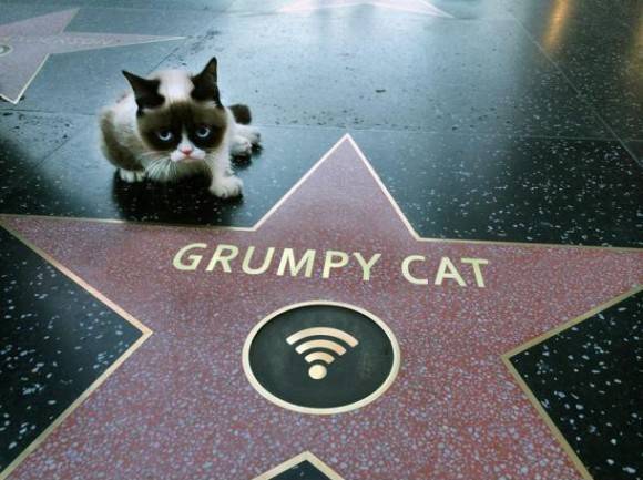 Grumpy Cat gets a star on the Walk of Fame!