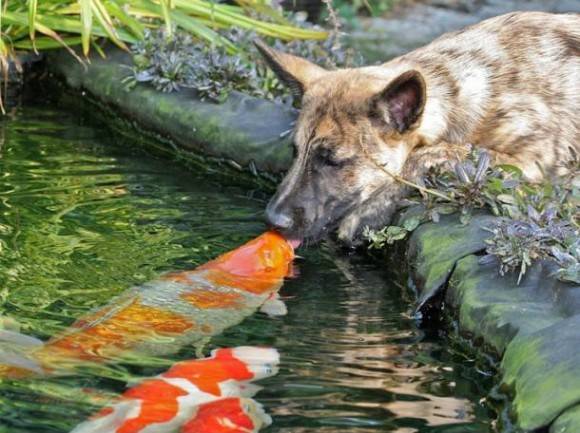 ‘Every time this dog comes home from a walk, he drinks from the pond. . . . They have begun to come to the surface to acknowledge his presence. Whilst drinking, the dog often gives the carp a kiss.’