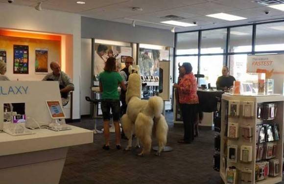 Just a normal day paying my phone bill. Holy Spit!! This guy walked in.