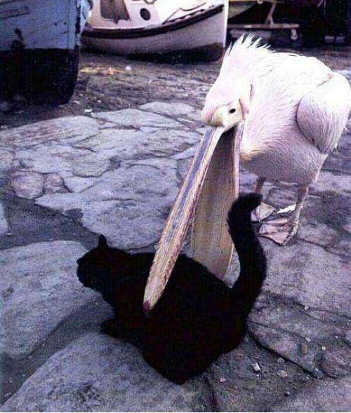 Bird trying to eat cat