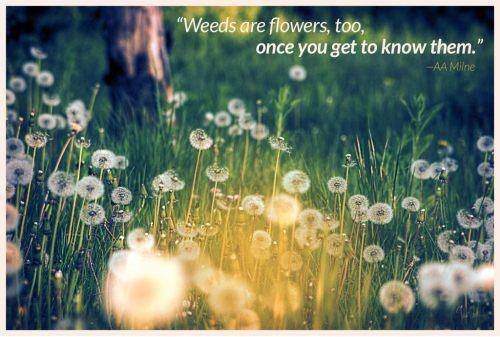Inspirational Quotes: Quote of the day