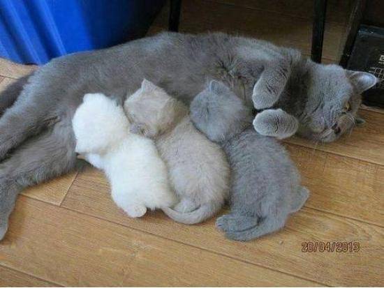 ‘Scuse me... Your kitten printer is running out of toner.