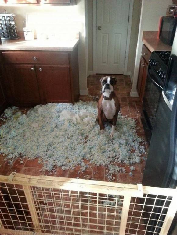 My friend came home to this...the face is priceless