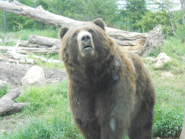 This bear started begging for my french fries at the zoo.