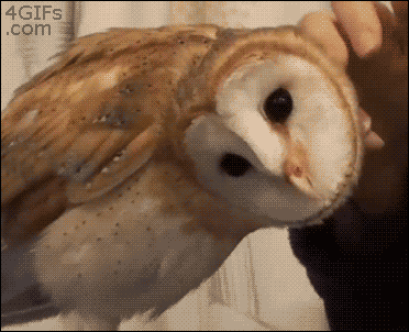 owllll........
